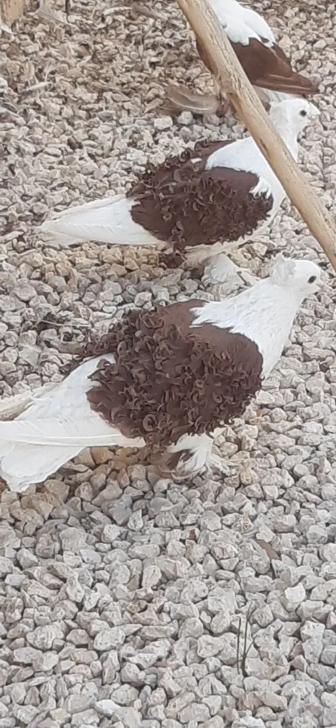 جکسون نر بافر گوسفندی بالا|پرنده|داراب, |دیوار