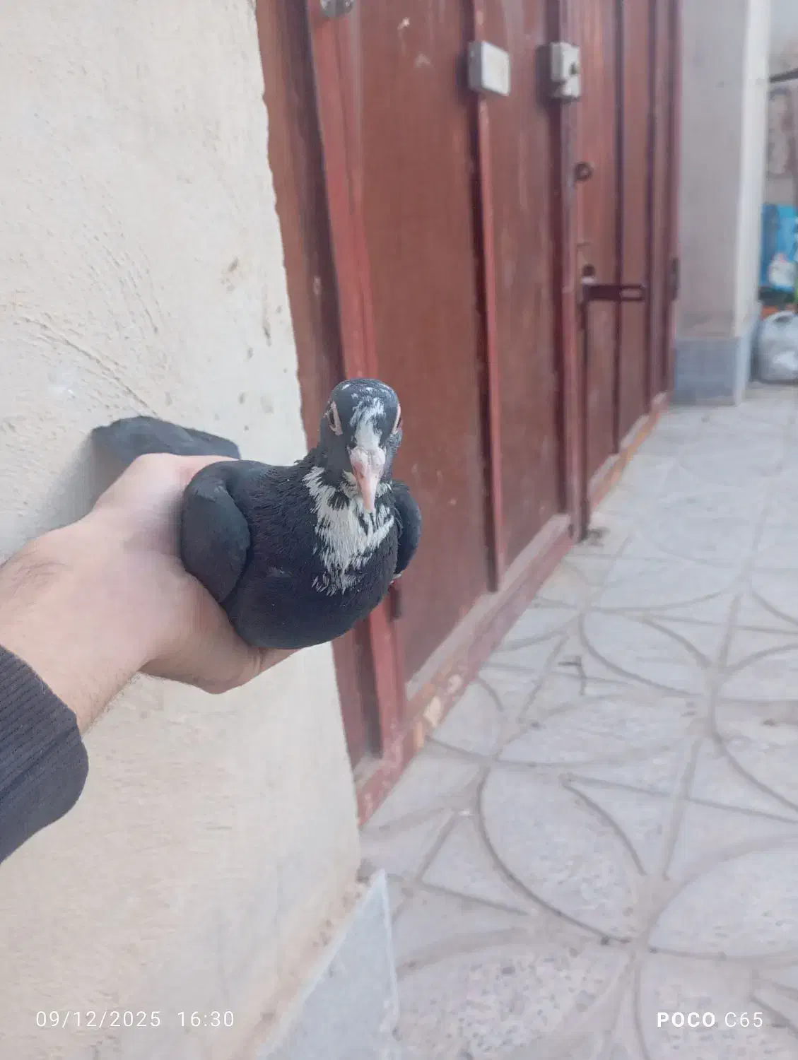 ماده پلنگ جونگ|پرنده|ماهان, |دیوار