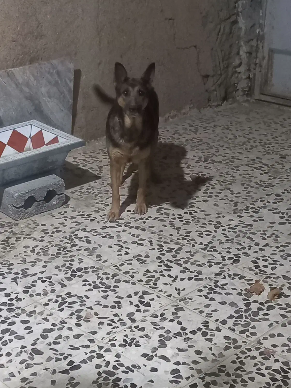 سگ نگهبان|سگ|خمینی‌شهر, |دیوار