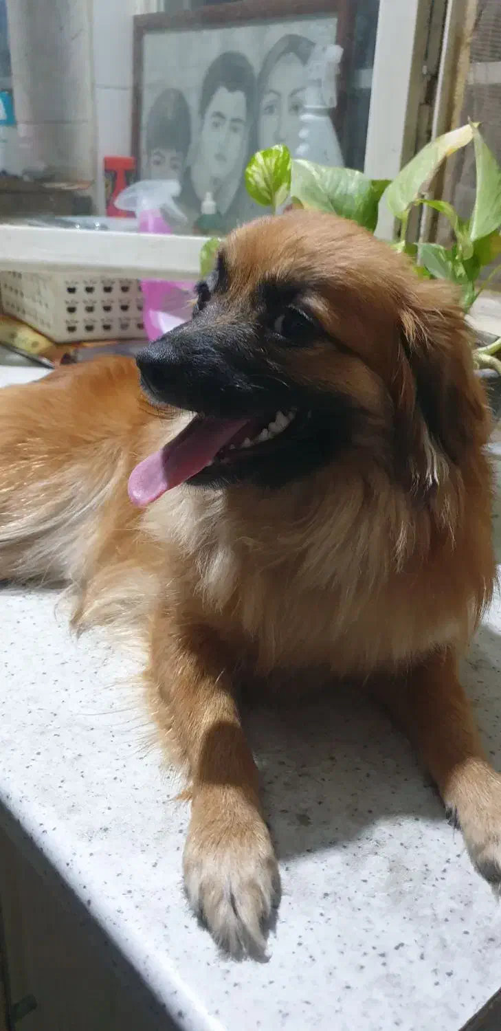 واگذاری سگ|سگ|کرج, گلشهر|دیوار