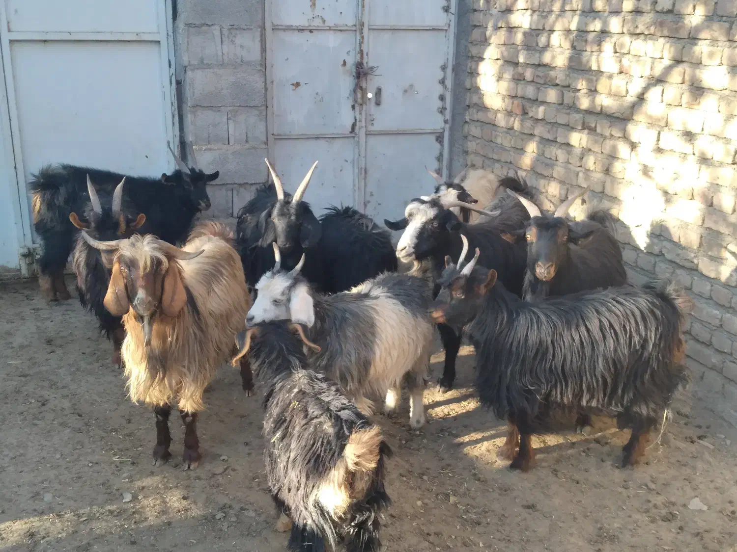 با سلام فروش تعدادی بز|حیوانات مزرعه|خوانسار, |دیوار