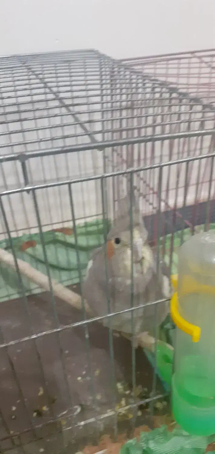 پرنده طوطی عروس کاملا سالم ویک عدد مرغ عشق|پرنده|رشت, معلولین|دیوار