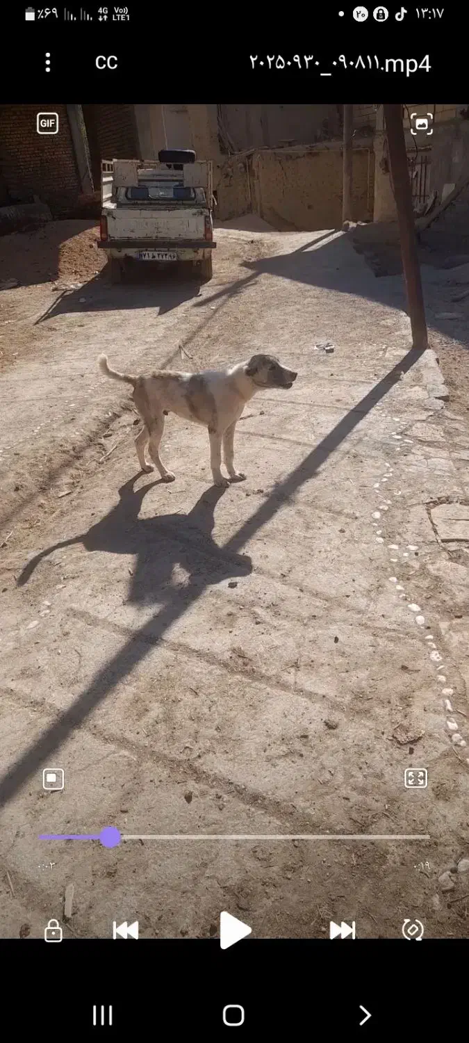 سگگ|سگ|شاهرود, |دیوار