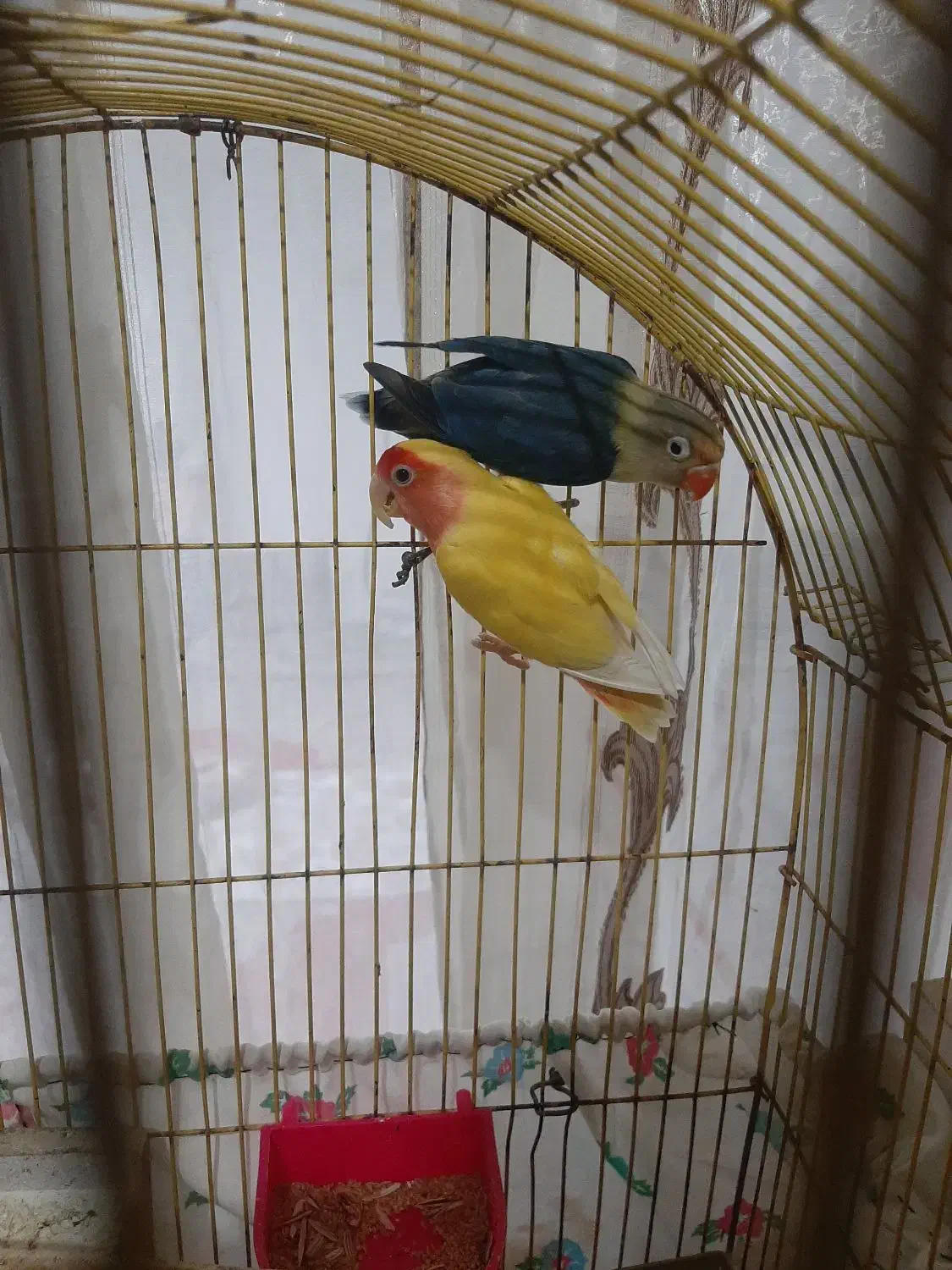 ۳ جفت کوتوله درجه یک|پرنده|نصر آباد, |دیوار