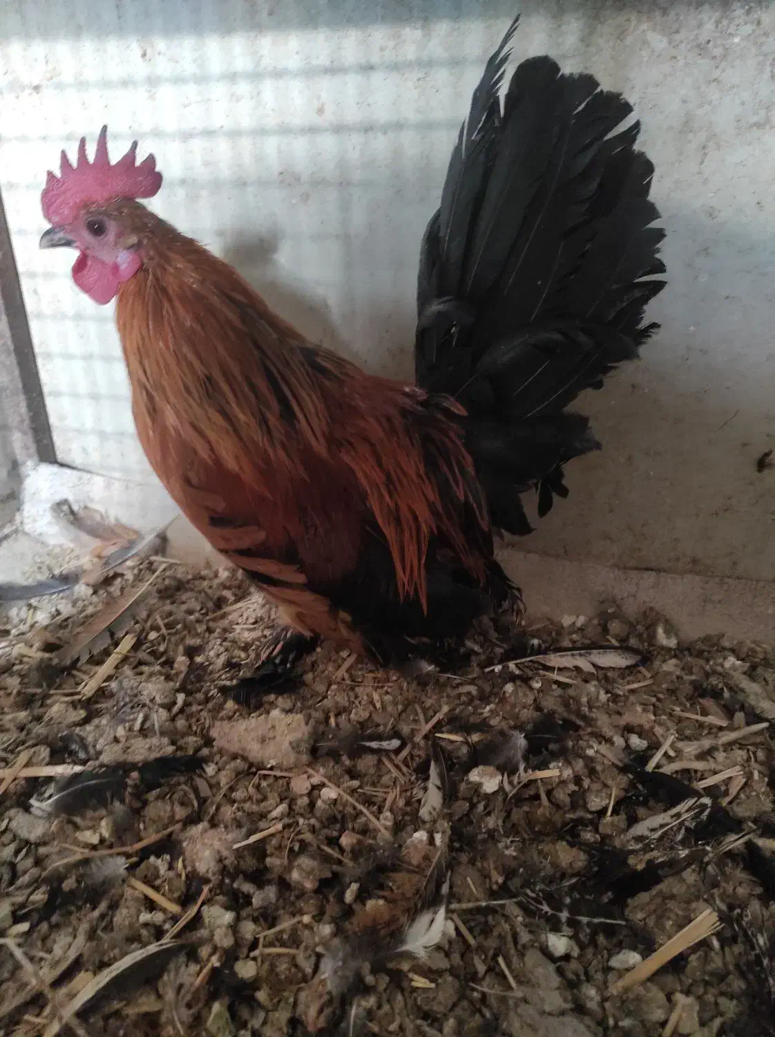 مرغ و خروس مینیاتوری|حیوانات مزرعه|مراغه, |دیوار