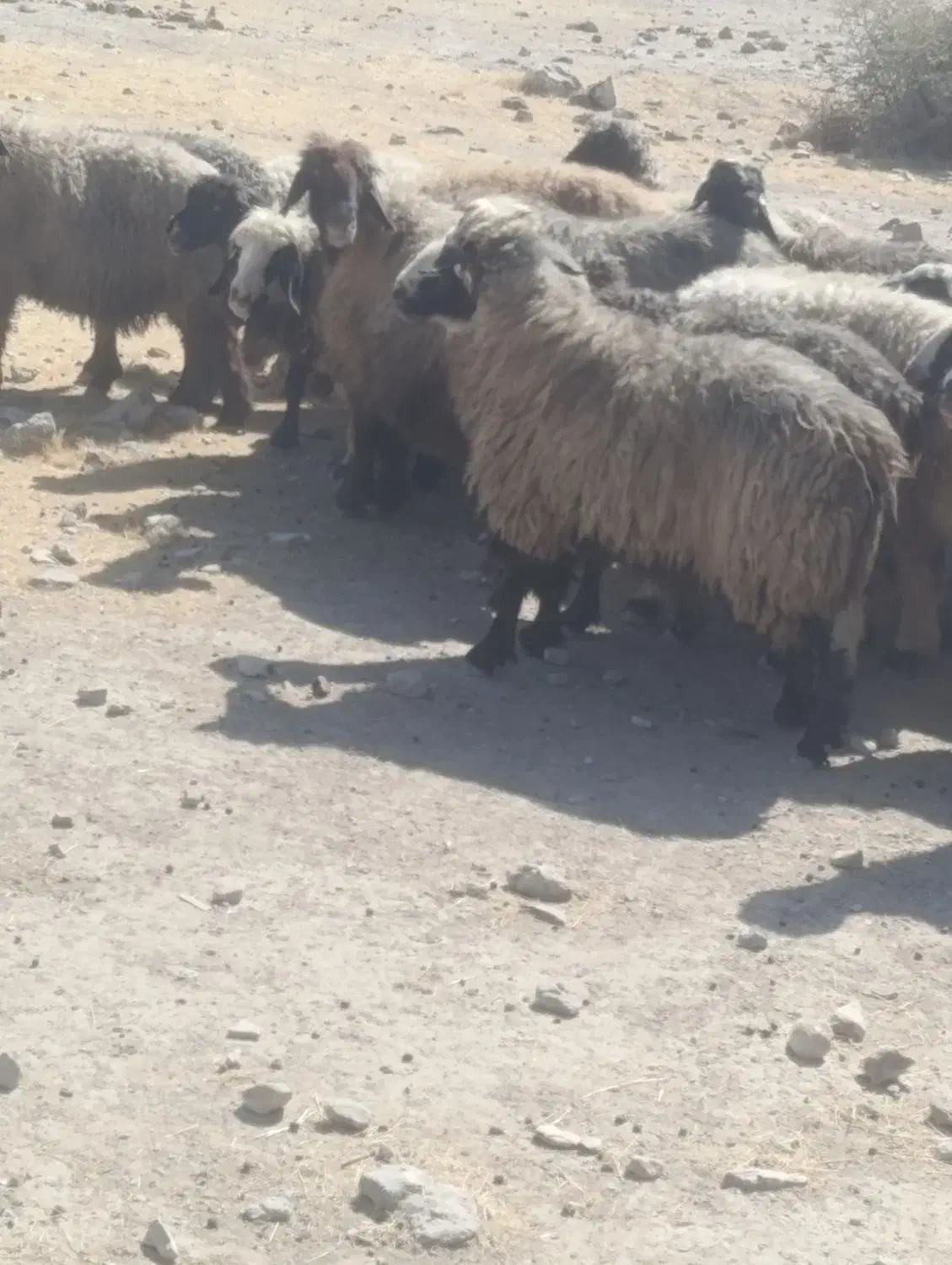 43راس شیشک|حیوانات مزرعه|فراشبند, |دیوار