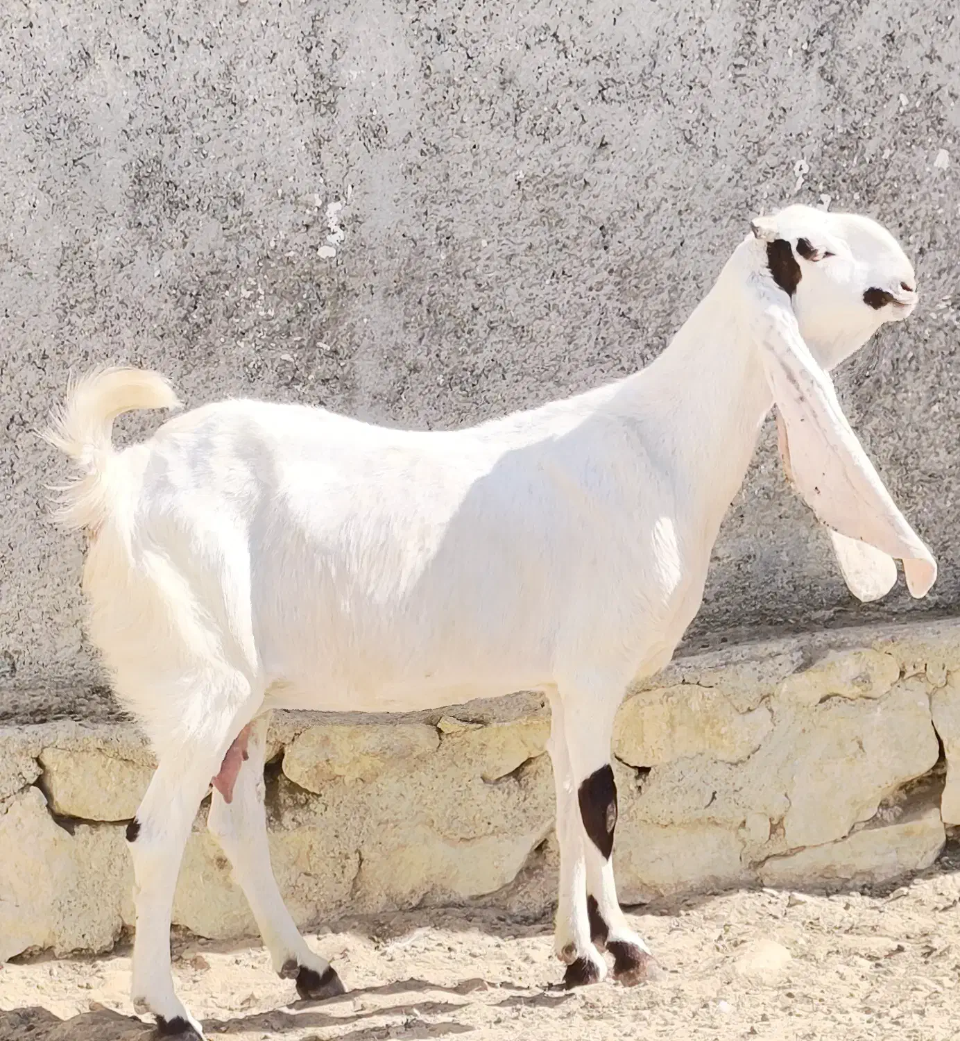 بز گلابی ابستن|حیوانات مزرعه|خورموج, |دیوار