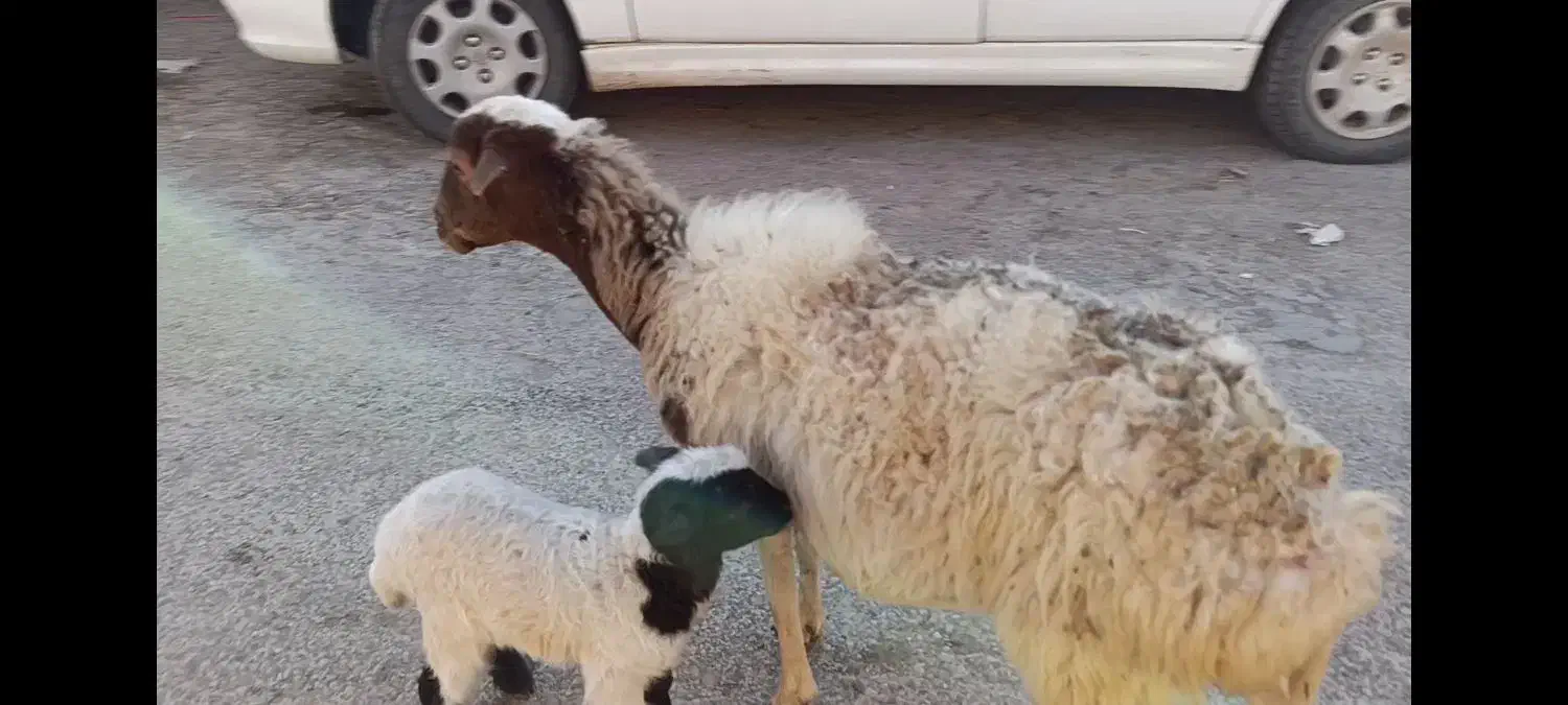 میش بره دار ،کوهستانی|حیوانات مزرعه|قزوین, |دیوار