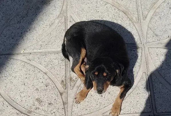 توله نژاد روت وایلر|سگ|دره شهر, |دیوار