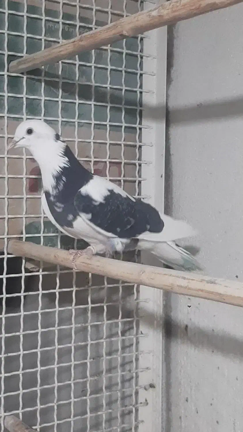 کفتر دولاب تن کردنی|پرنده|تهران, آهنگ|دیوار