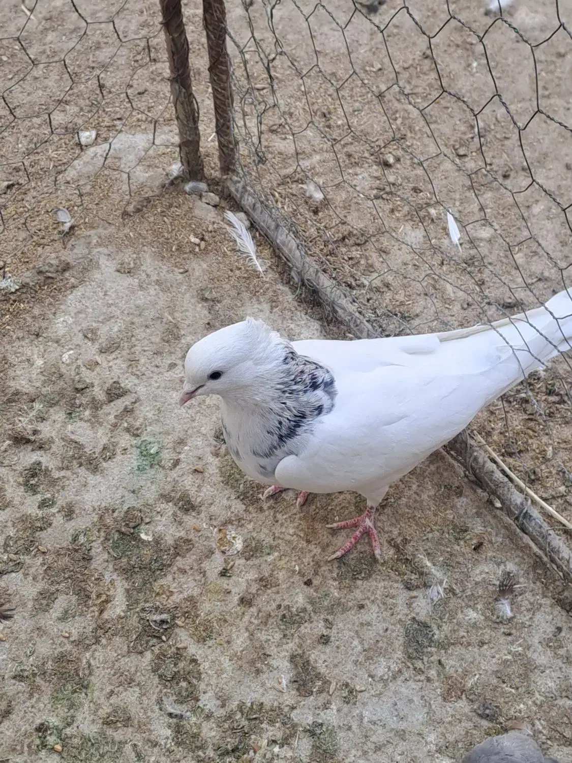 طوقی|پرنده|کازرون, |دیوار