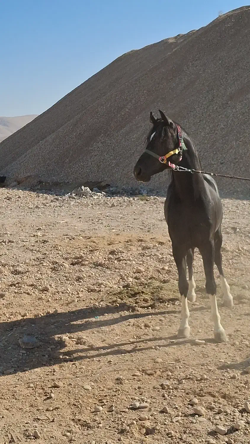 سواری کردن اسب|اسب و تجهیزات اسب‌سواری|شیراز, انجیره|دیوار