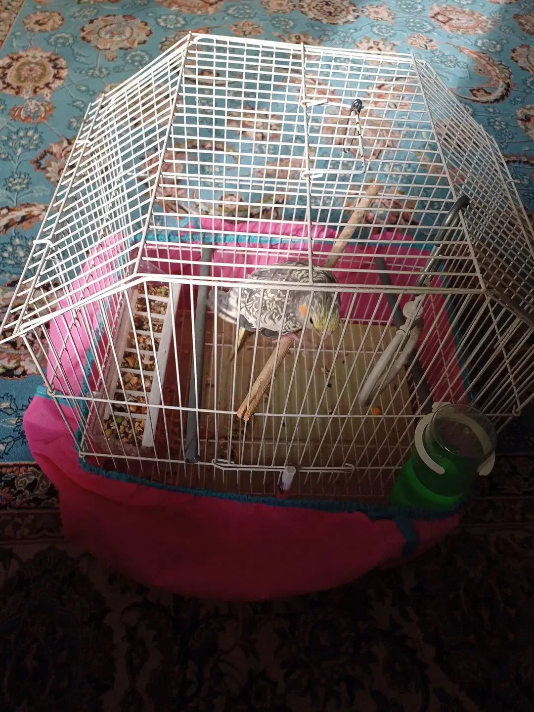 عروس دستی زیبا|پرنده|شاهینشهر, خانه کارگر|دیوار