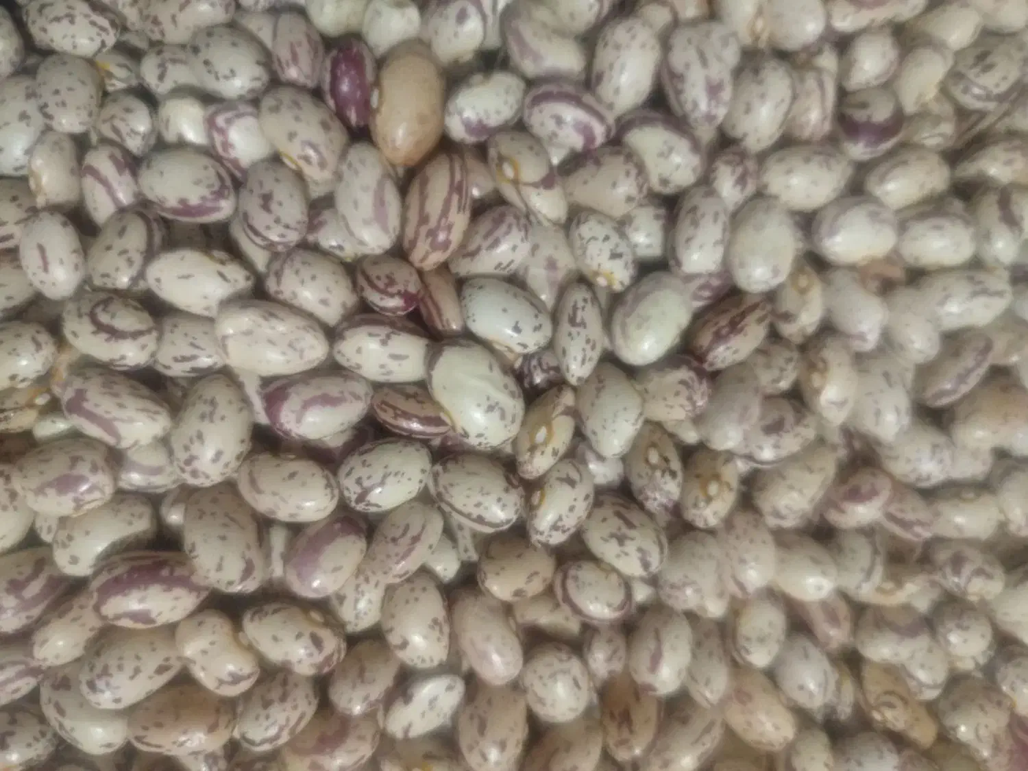 لوبیا چیتی درشت|خوردنی و آشامیدنی|خرم بید, |دیوار