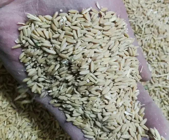 گندم|عمدهفروشی|کشاورز, |دیوار