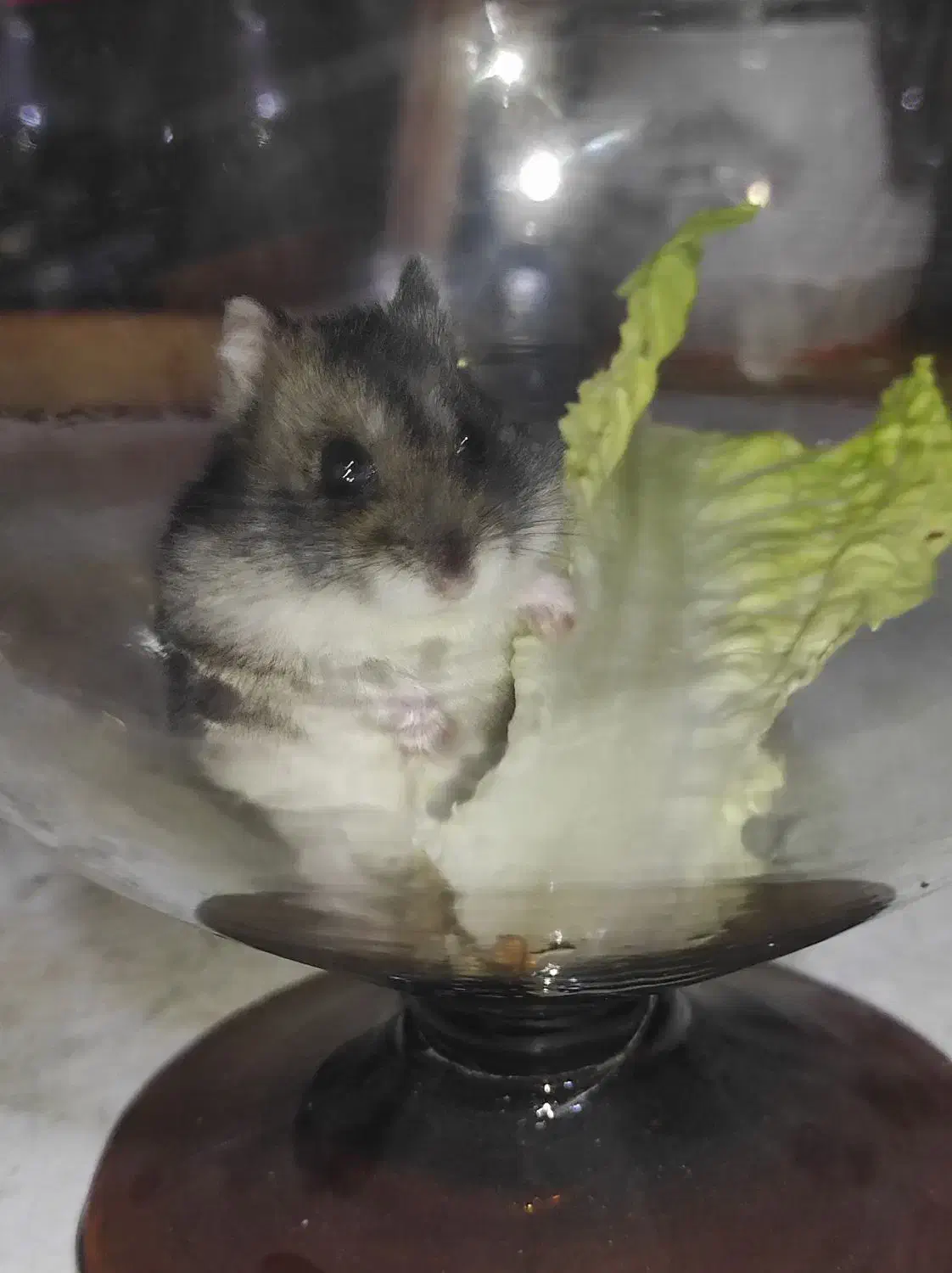 همستر|موش و خرگوش|سنندج, |دیوار