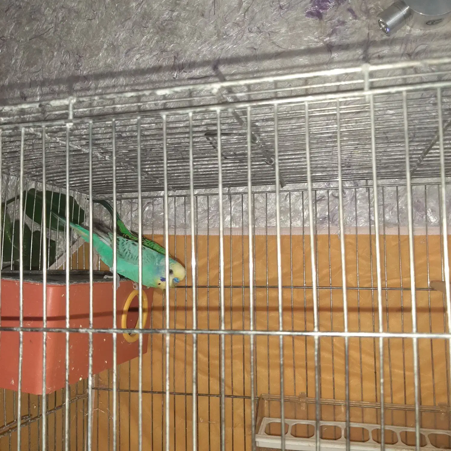 مرغ عشق|پرنده|اصفهان, بهارستان|دیوار