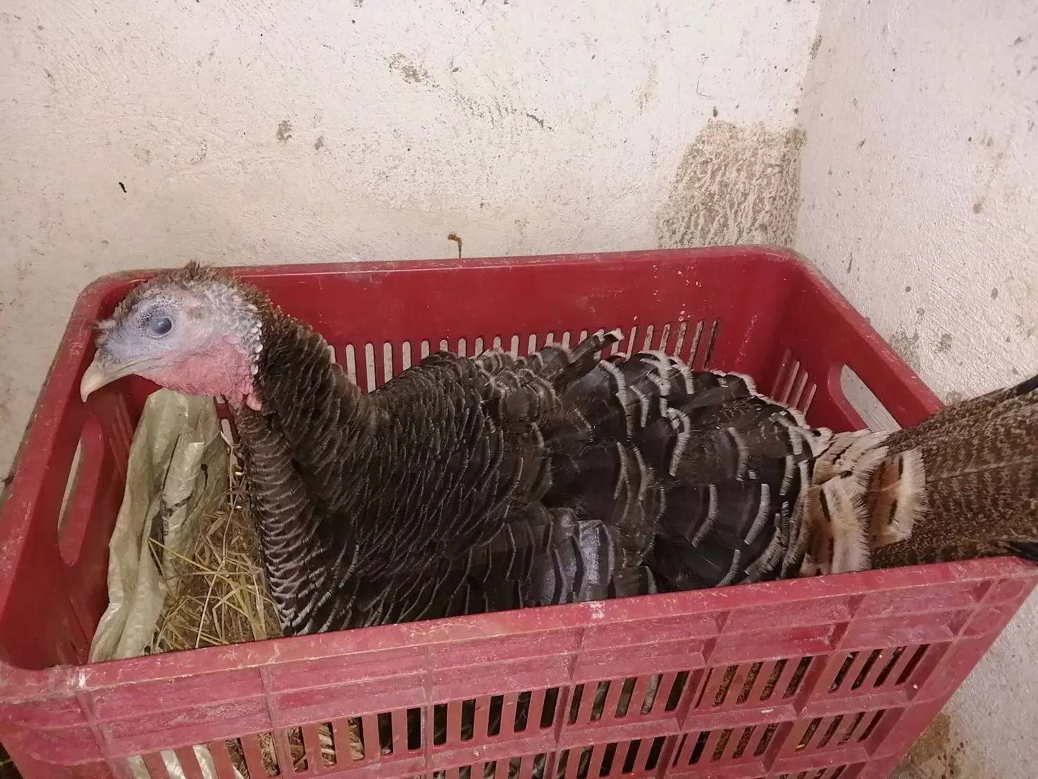 فروش بوقلمون کرچ|حیوانات مزرعه|تنکابن, |دیوار