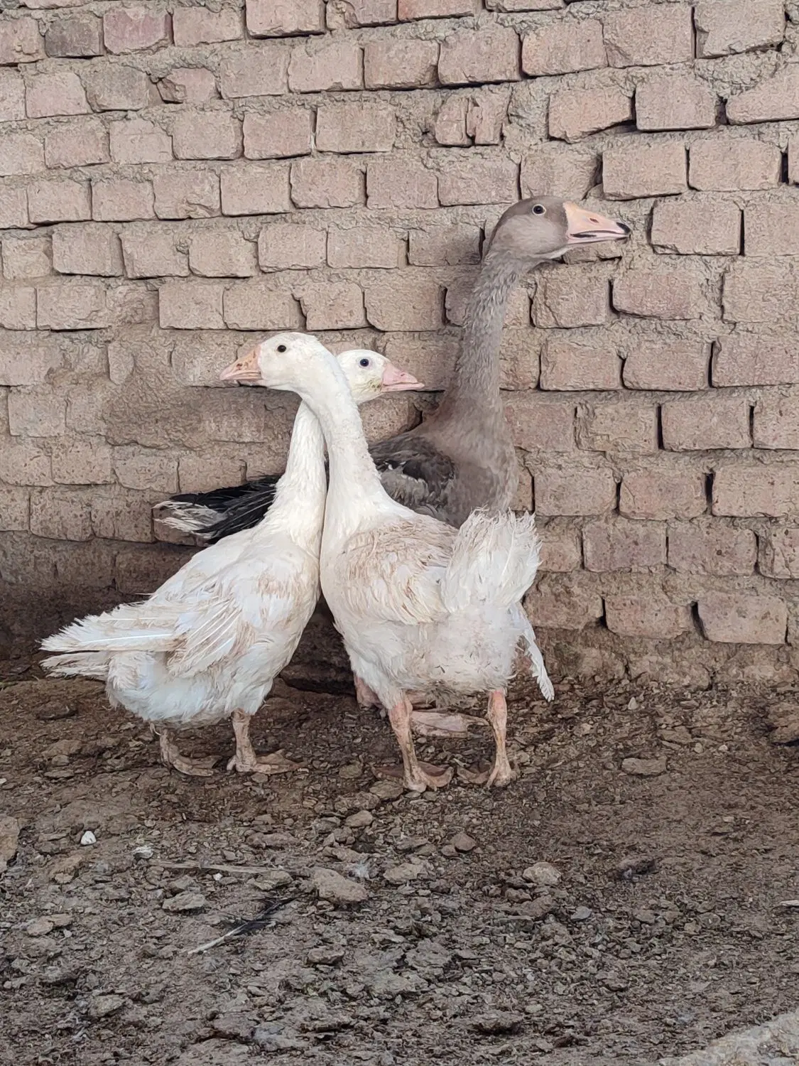 غاز|حیوانات مزرعه|زاهدان, |دیوار