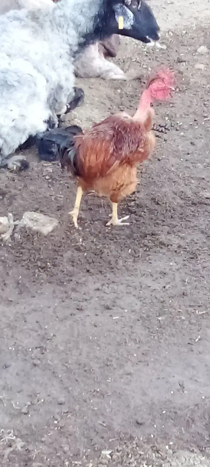 خروس گردن لخت|حیوانات مزرعه|گمیشان, |دیوار