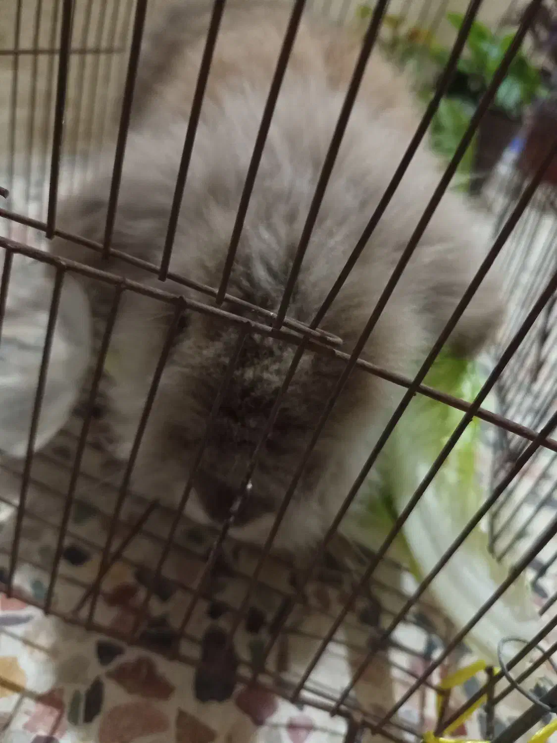 خرگوش لوپ|موش و خرگوش|خرمآباد, |دیوار