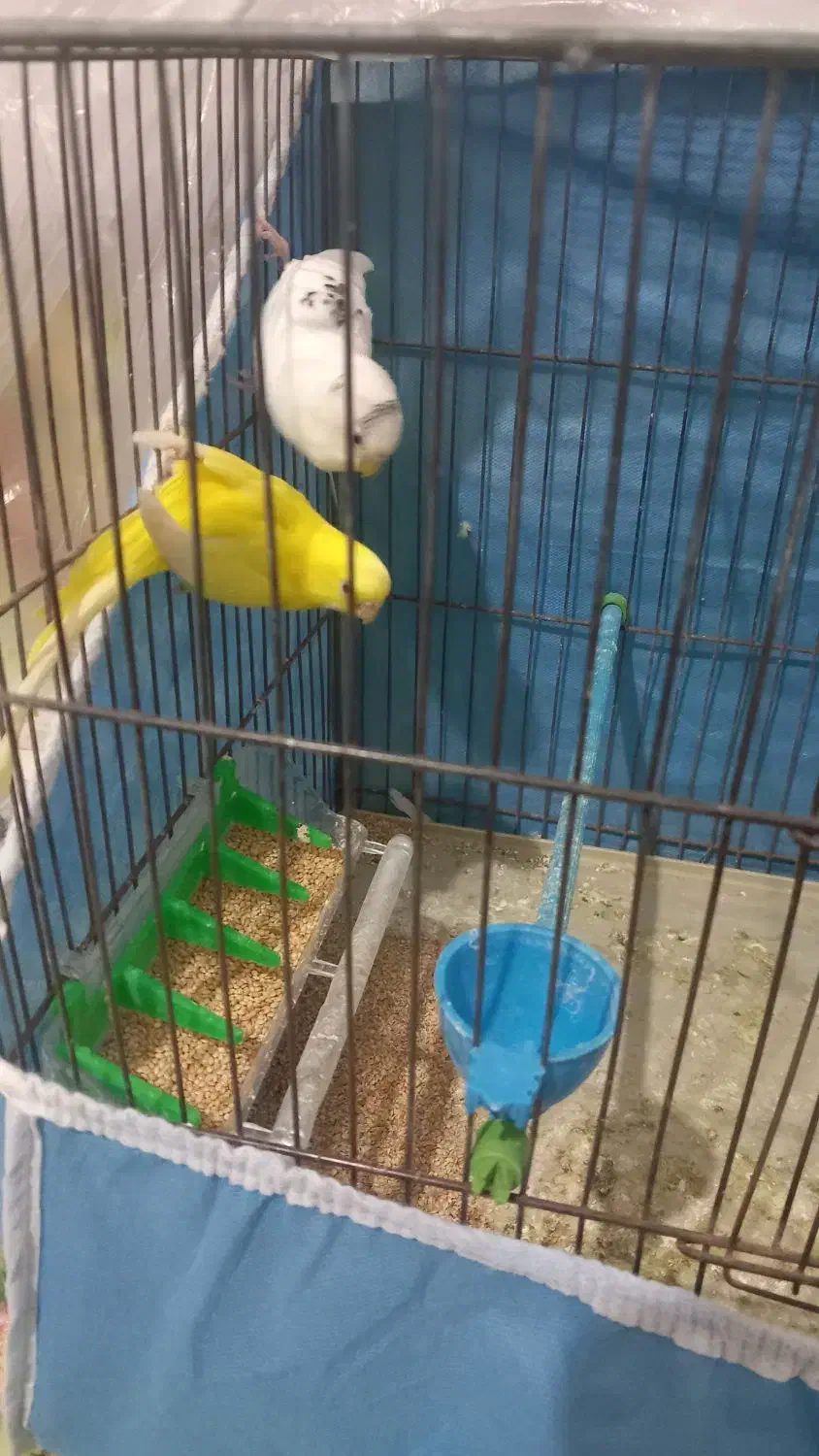 یک جفت مرغ عشق|پرنده|نهاوند, |دیوار