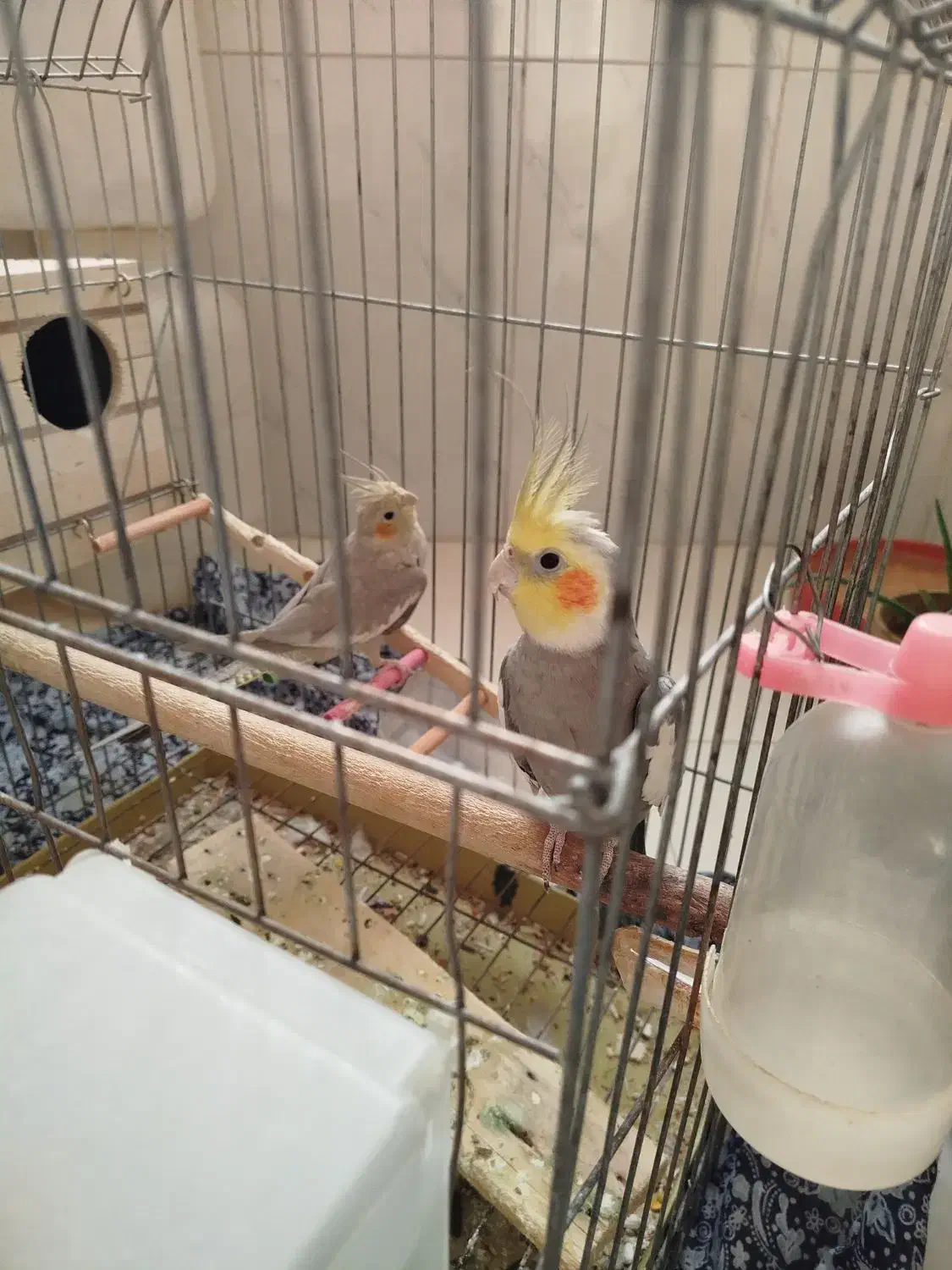 عروس هلندی جفت با قفس|پرنده|شیراز, جوادیه|دیوار