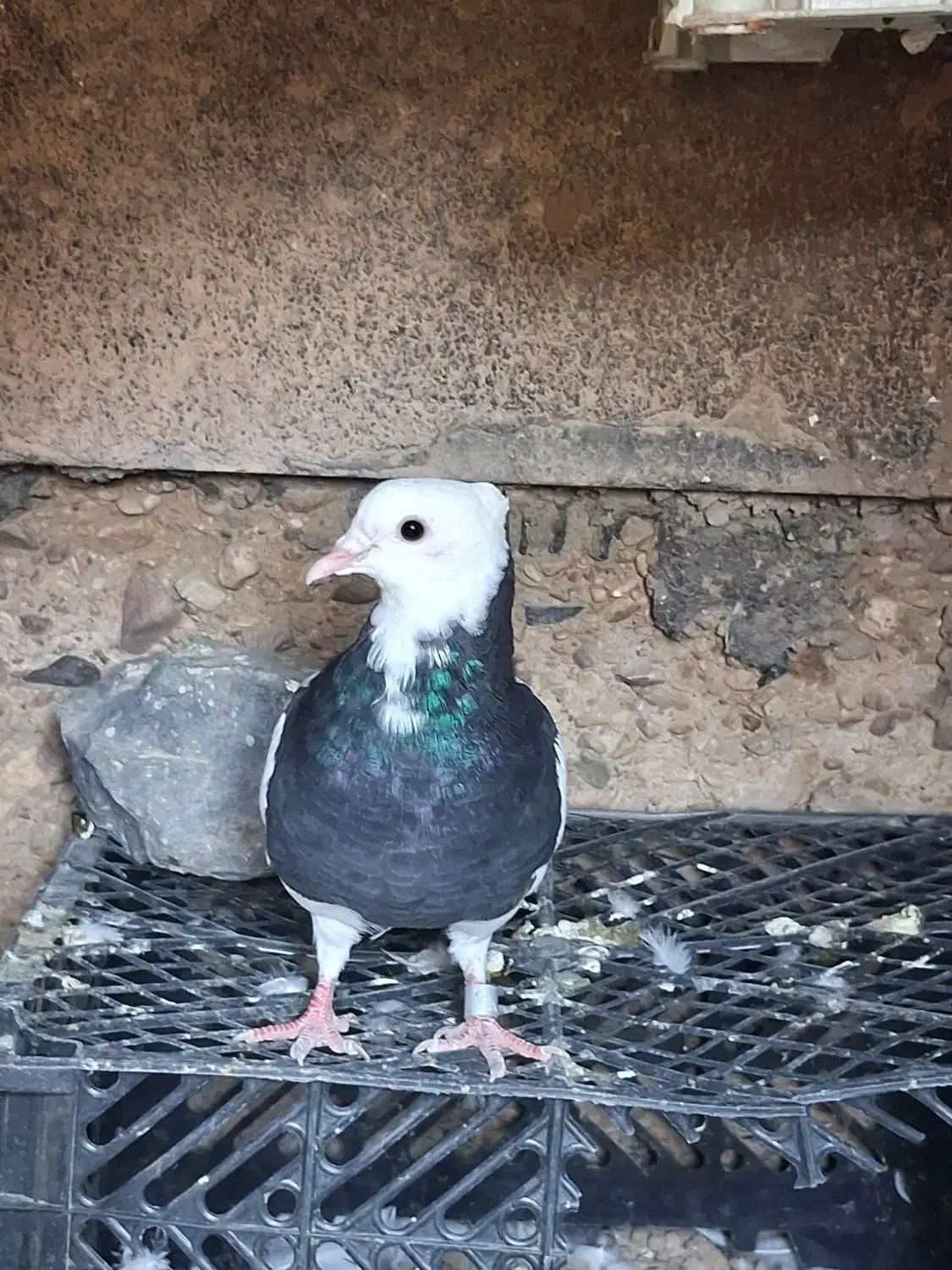 کفتر طوقی گم شده|حیوانات|جاجرم, |دیوار