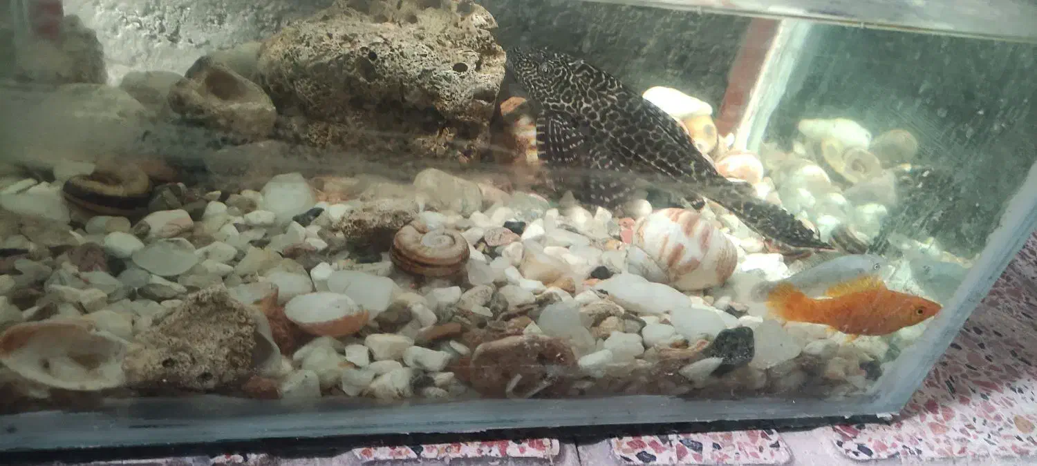 آکواریوم|ماهی|مرند, |دیوار