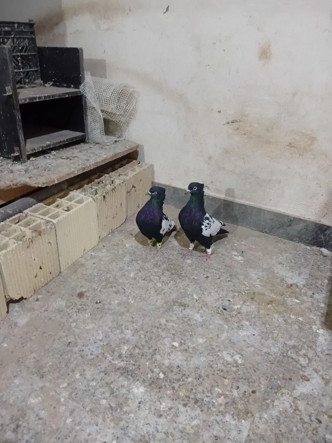 چندتاکفترشهرستانی شرط دوروزرنگ|پرنده|شوشتر, |دیوار