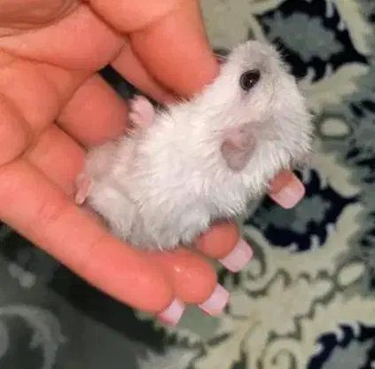 همستر سالم|موش و خرگوش|پرند, فاز ۵|دیوار