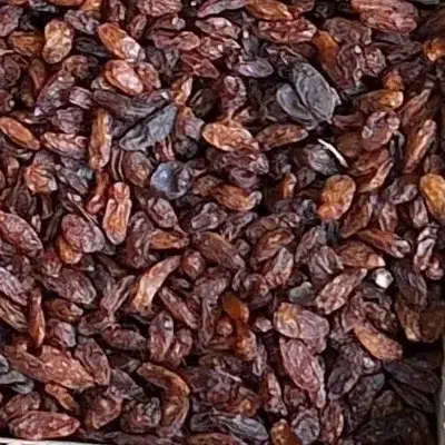 گله افتابی|عمده‌فروشی|مشهد, حجت|دیوار