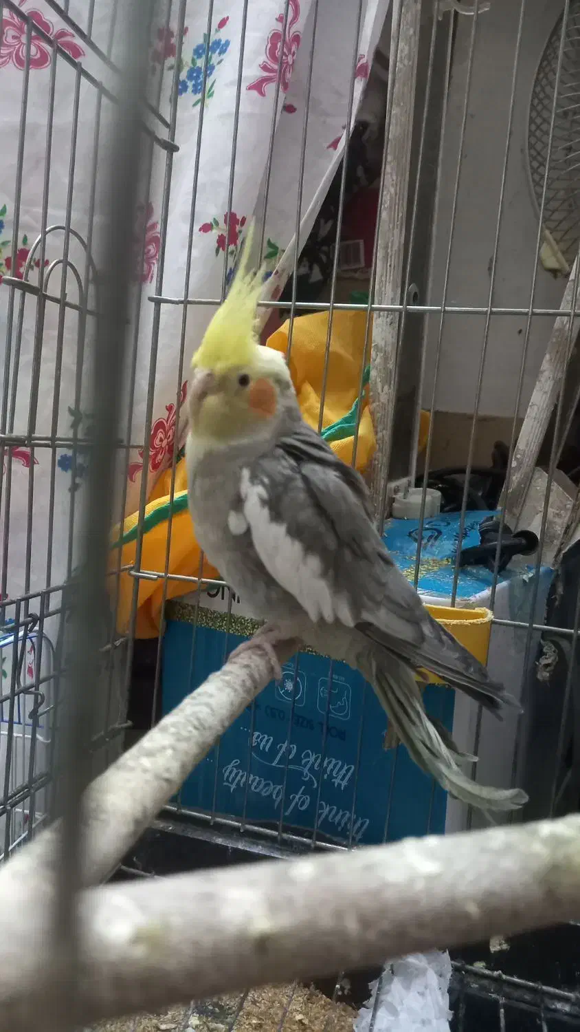 عروس هلندی|پرنده|کازرون, |دیوار