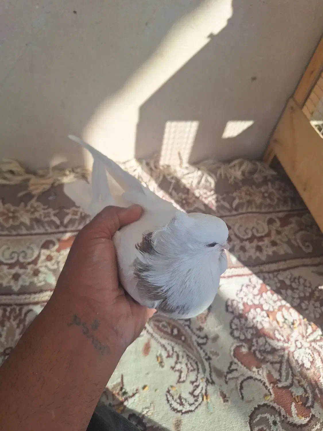 سه عدد کفتر نر ماده دوتا طوقی|پرنده|نورآباد, |دیوار