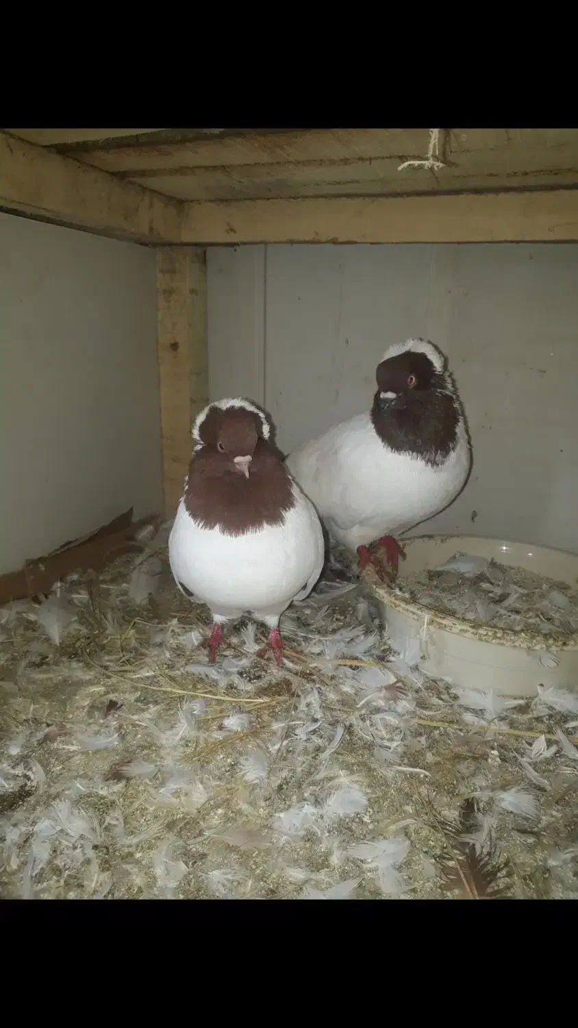 کبوتر طوقی .پرستویی. چپ .شصتی .پروازی همجوره|پرنده|لشت نشا, |دیوار