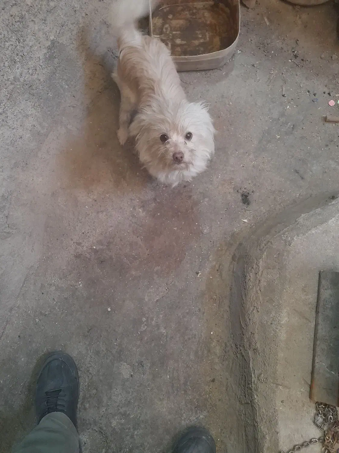 مژدگانی ۵۰۰۰۰۰۰تومانی|حیوانات|قم, کلهری|دیوار