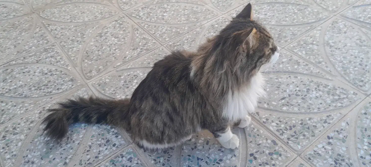 گربه خونگی بفروش میرسد|گربه|زرند, |دیوار