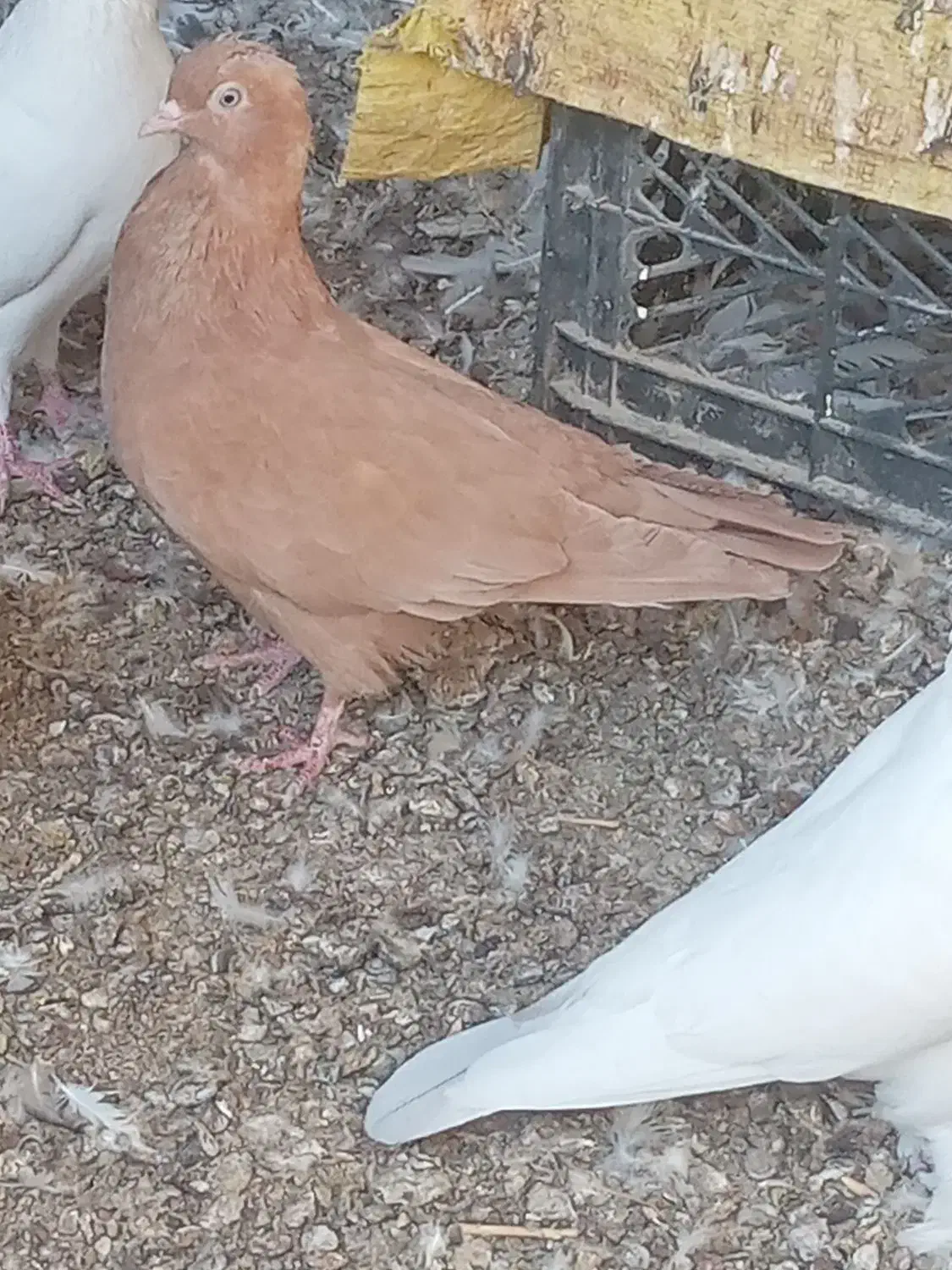 کبوتر گره|پرنده|میناب, |دیوار