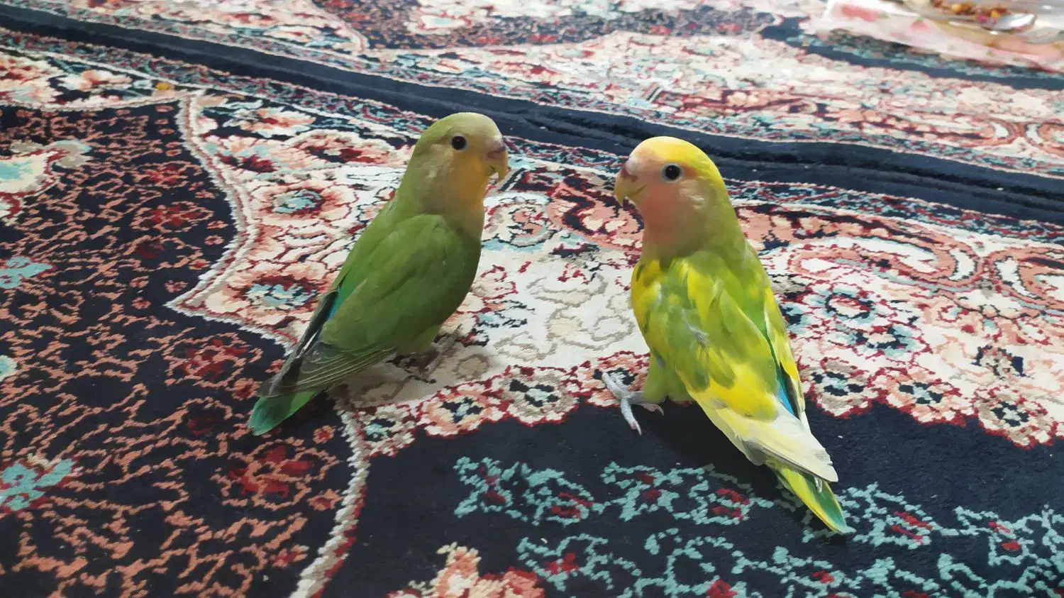 عروس کوتوله دستی|پرنده|کاشمر, |دیوار