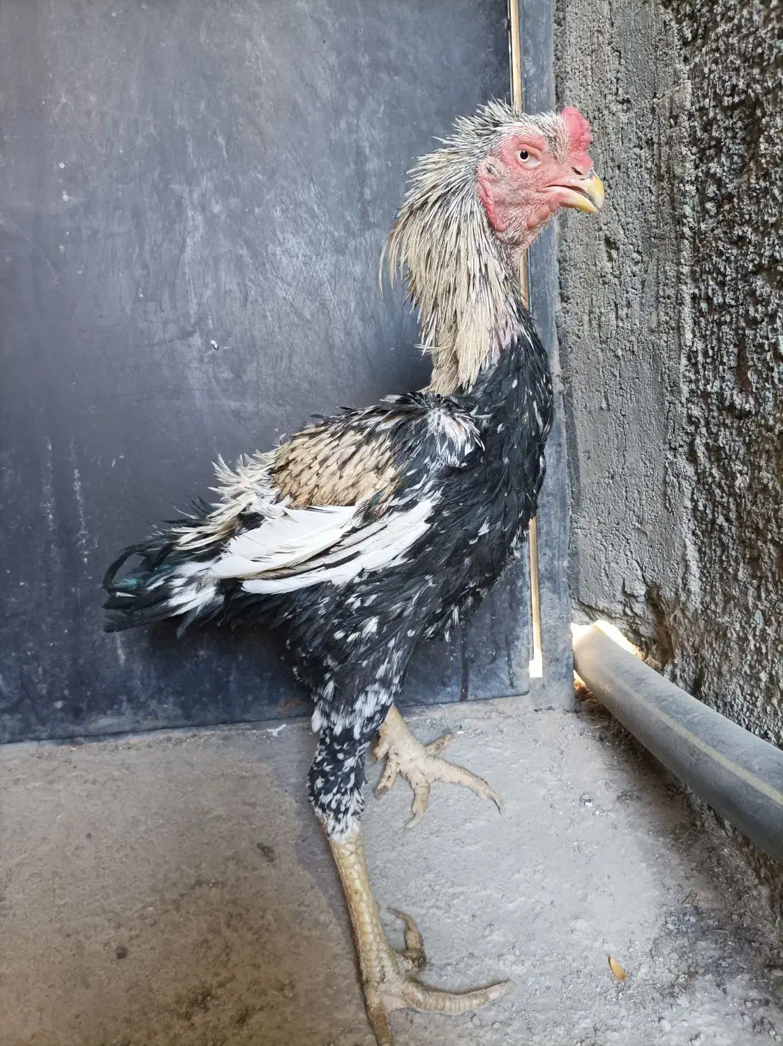 خروس لاری|حیوانات مزرعه|تنکمان, |دیوار