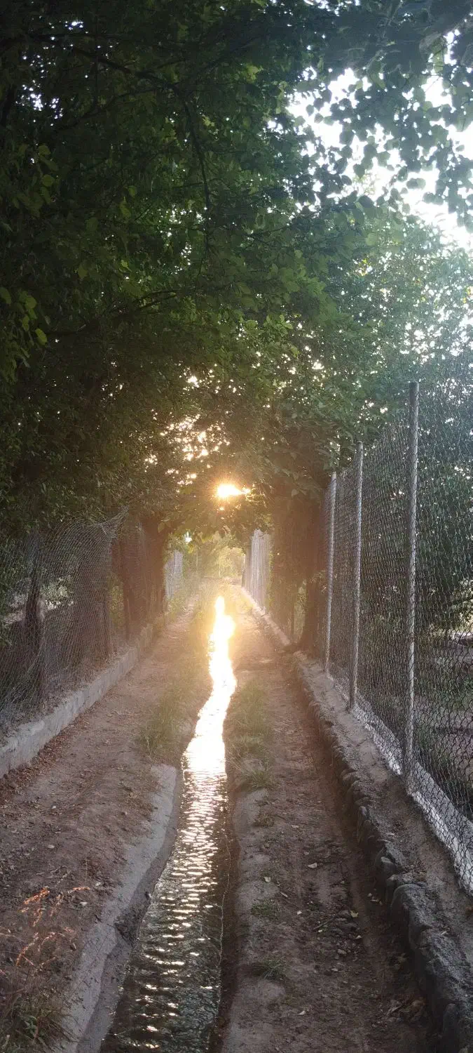 هرس باغ انگور سنتی|خدمات باغبانی و درختکاری|تاکستان, |دیوار