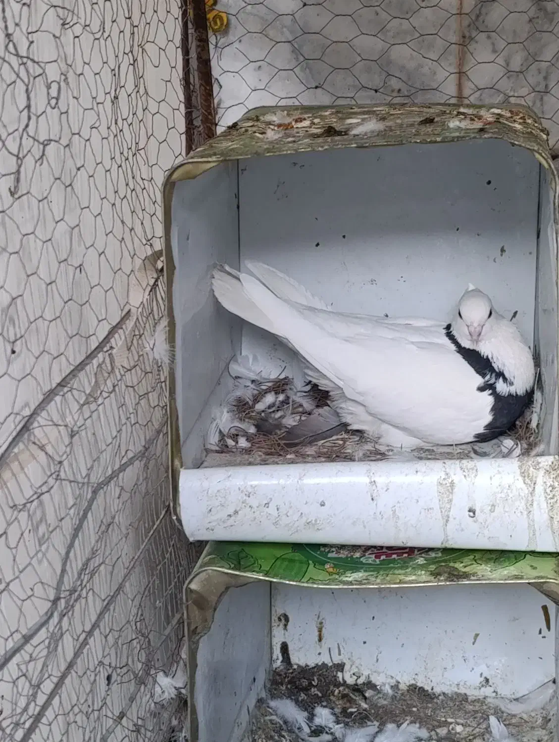 طوقی|پرنده|فردوس (خراسان), |دیوار