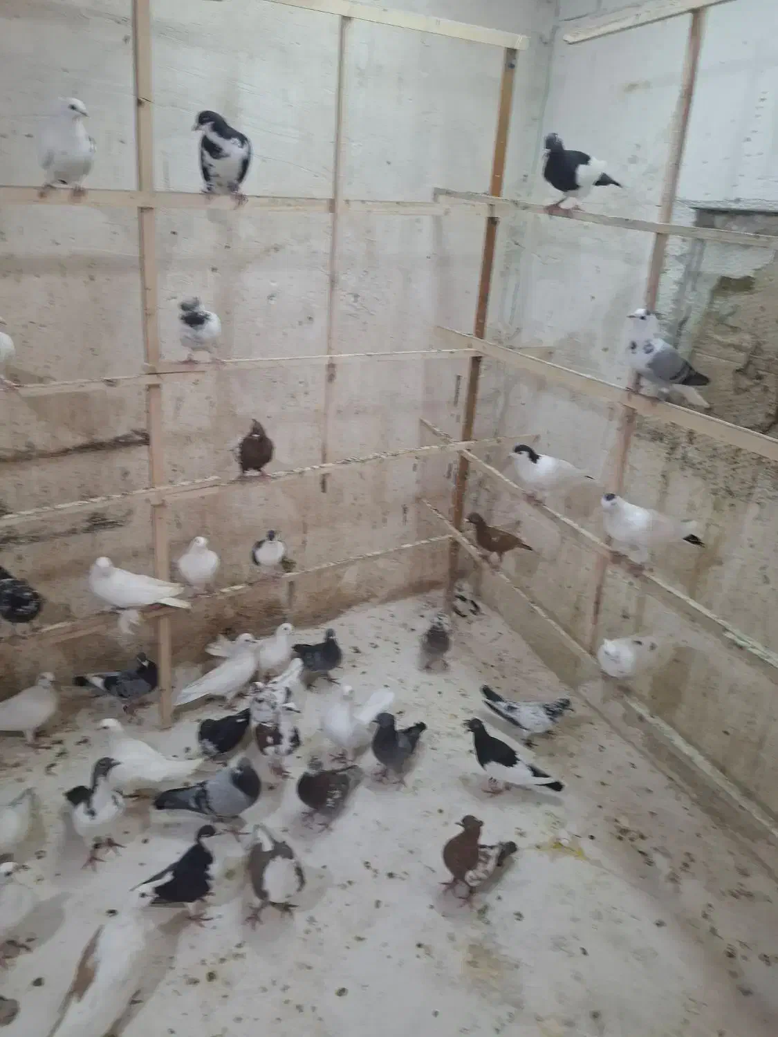 کفتر شهرستانی|پرنده|قم, شهدا|دیوار