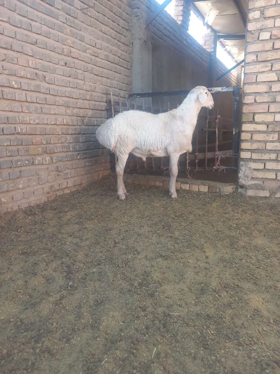 بره قوچی در تربت جام|حیوانات مزرعه|تربت جام, کاریز نو سفلی|دیوار