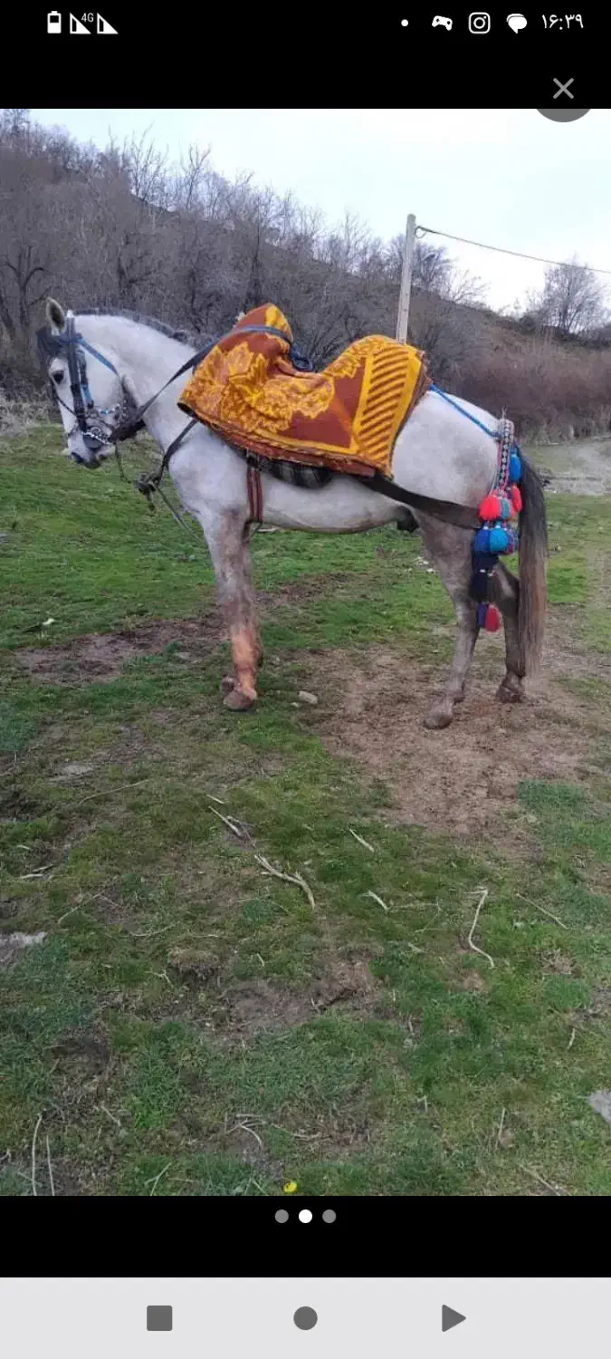 اسب 6سال|اسب و تجهیزات اسب‌سواری|سقز, |دیوار