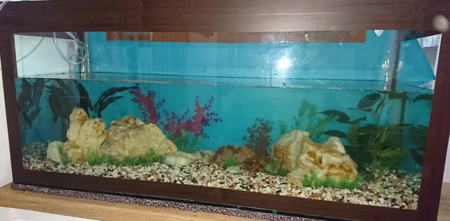 آکواریوم بزرگ شیشه ۱۰ میل|ماهی|آستانه اشرفیه, |دیوار
