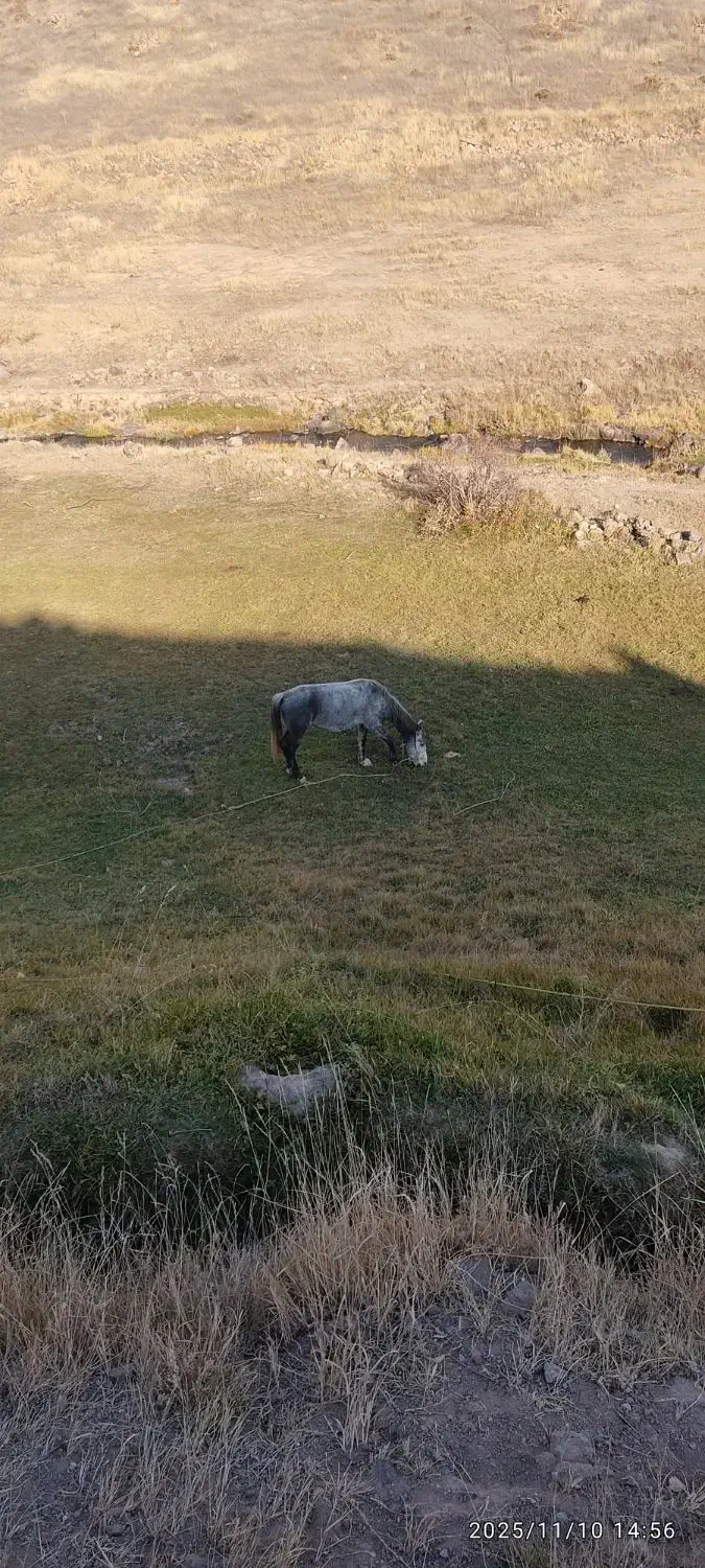 اسب مادیان نژاددار|اسب و تجهیزات اسب‌سواری|سراب, |دیوار