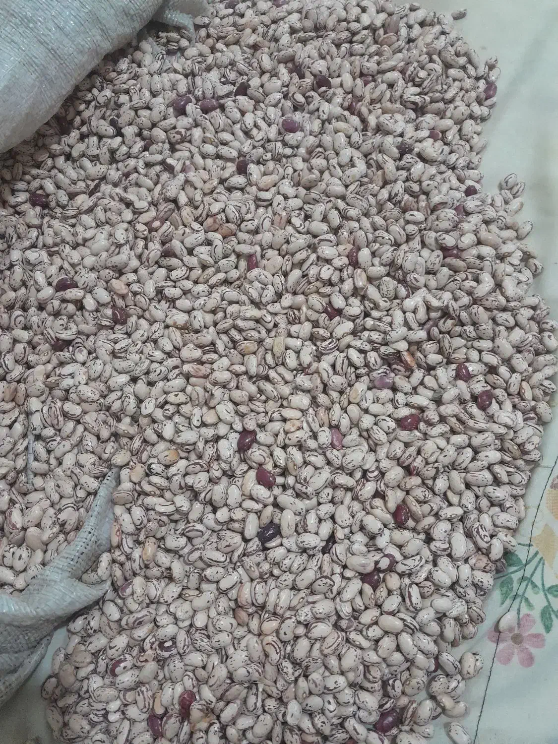 200 کیلو لوبیا چیتی تازه گشت امسال خوش پخت تمیز|خوردنی و آشامیدنی|باقرشهر, |دیوار