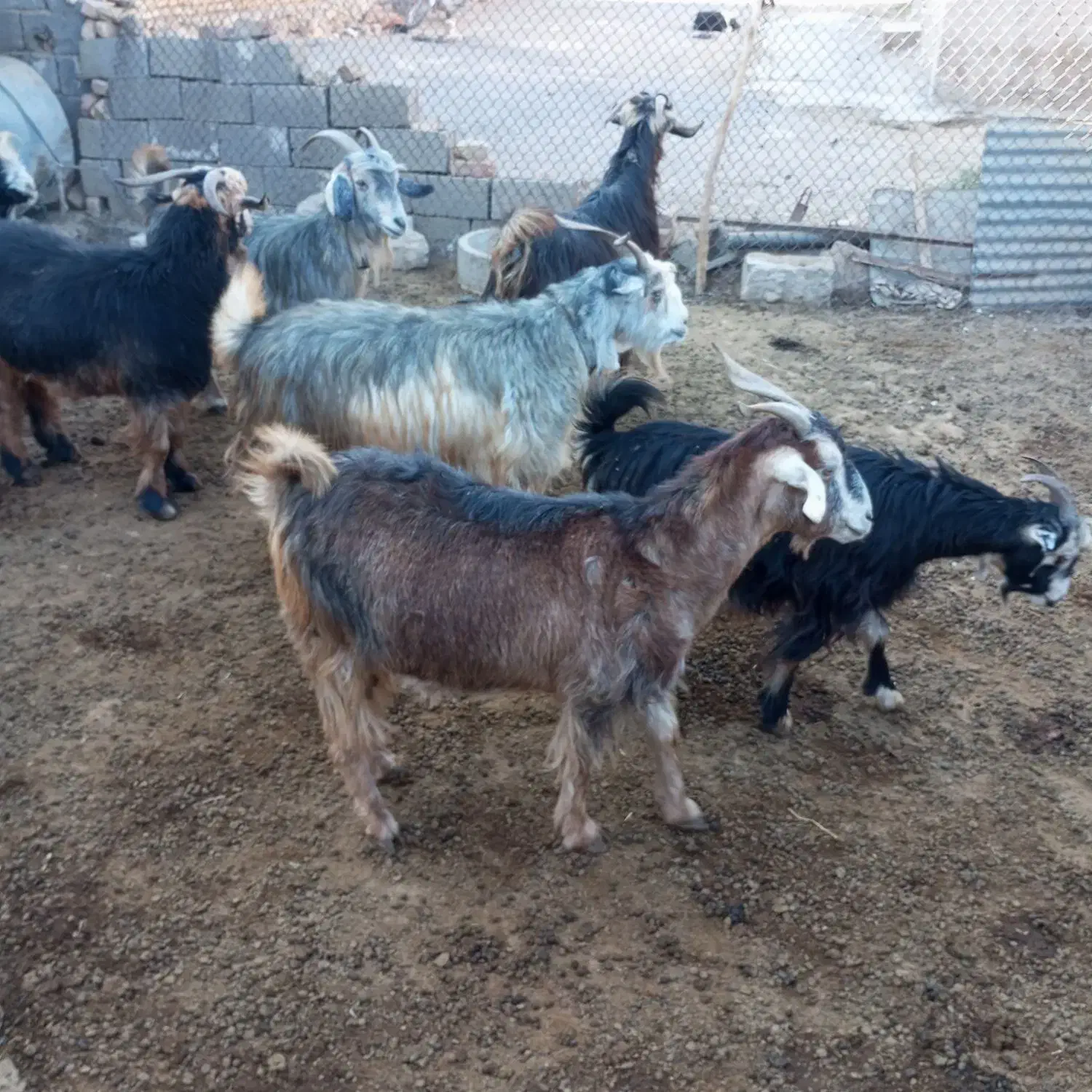 بز شهرکردی مخصوص داشت|حیوانات مزرعه|سیدان, |دیوار