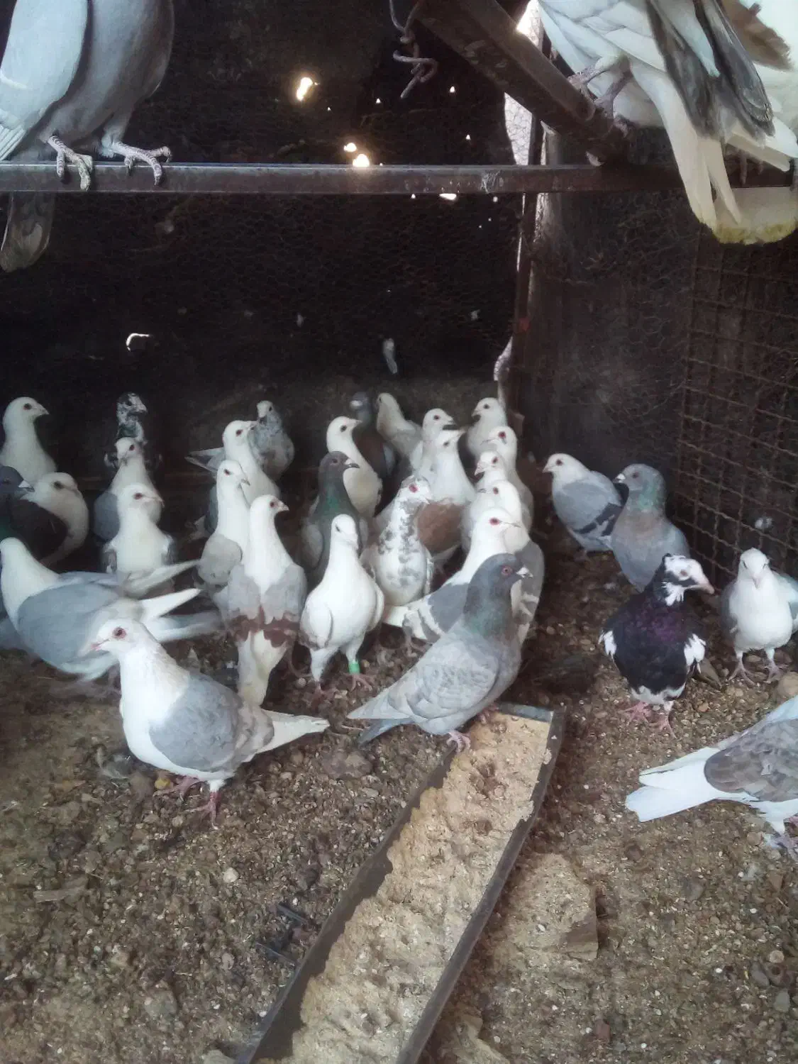 کبوتر پلاکی|پرنده|تفت, |دیوار